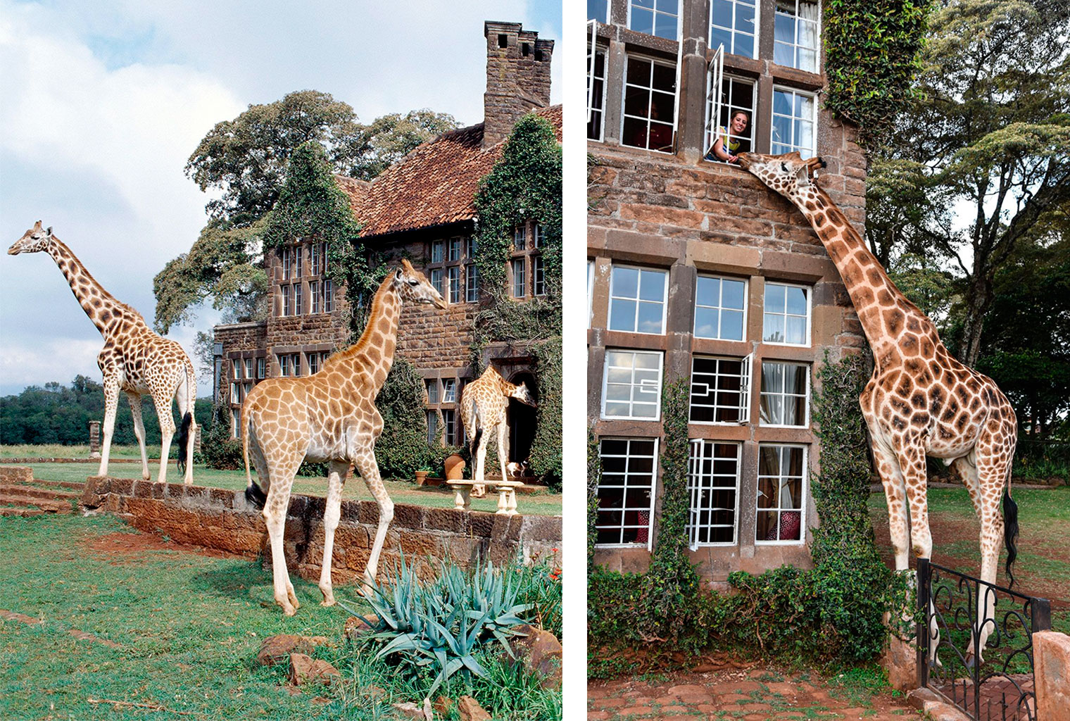 Giraffe Manor Hotel Boutique - Se hospedando com girafas!