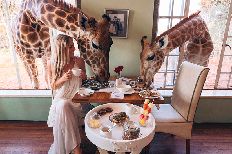 Giraffe Manor Hotel Boutique - Se hospedando com girafas!