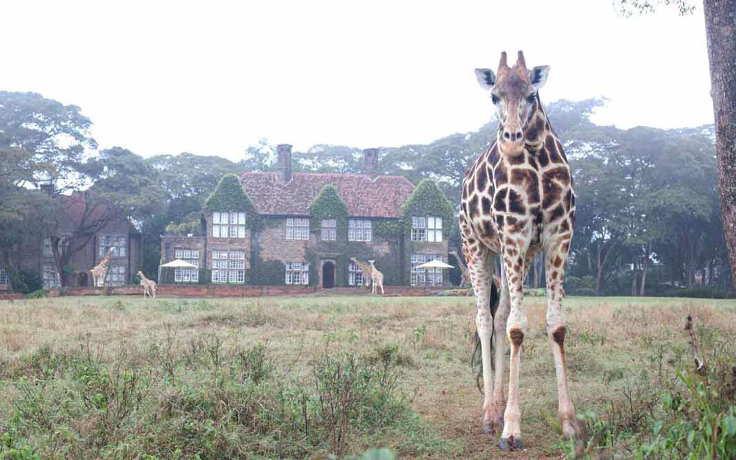 Giraffe Manor Hotel Boutique – Se hospedando com girafas!