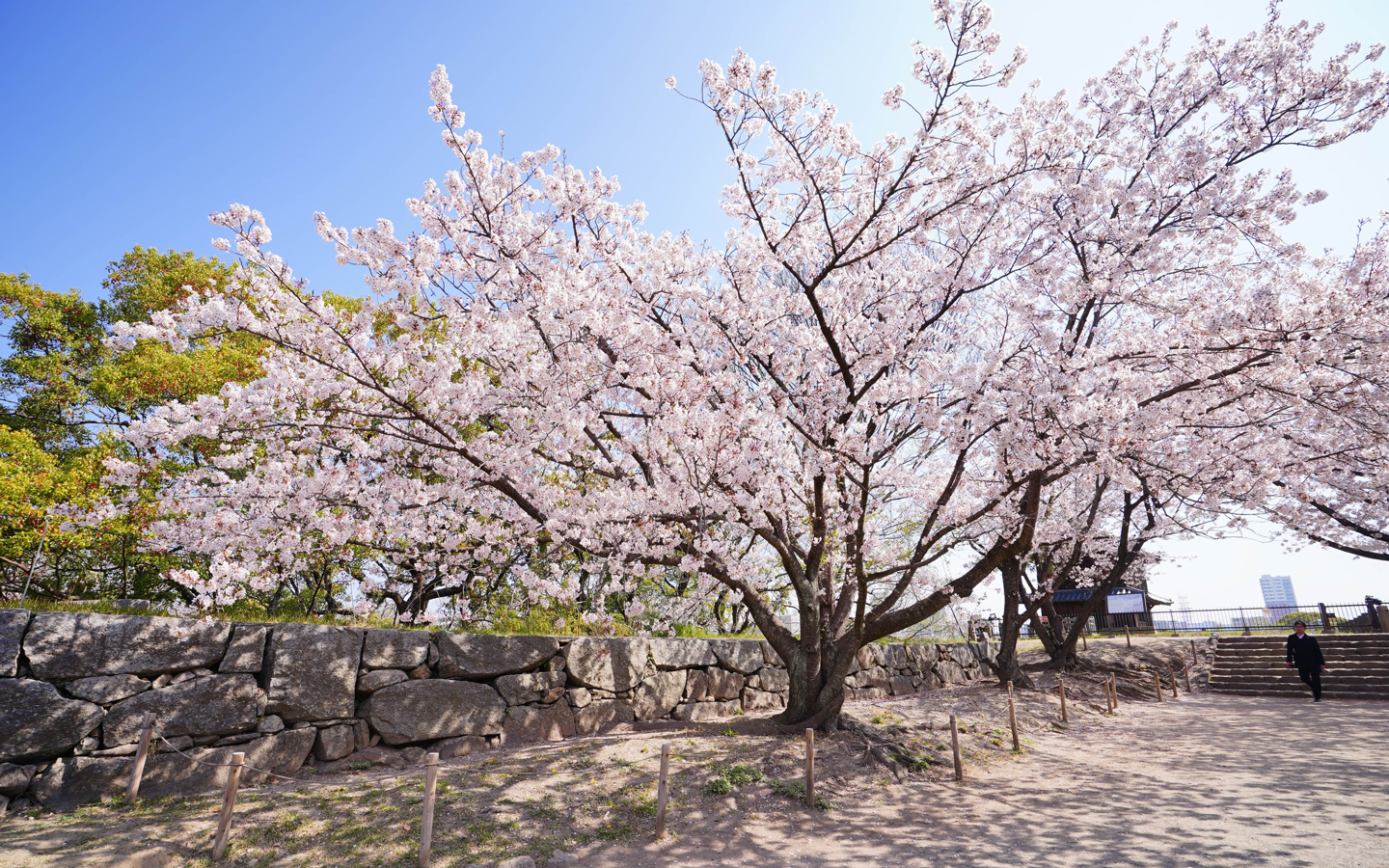 cerejeiras em fukuoka