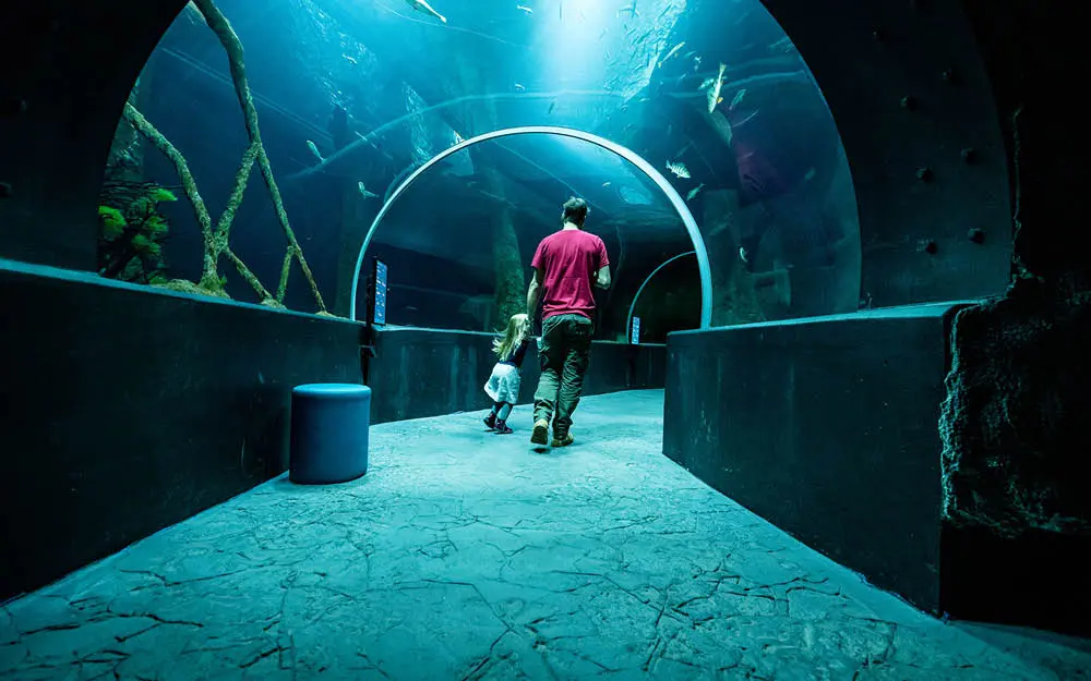Aquátis: o aquário que oferece experiência de cinema