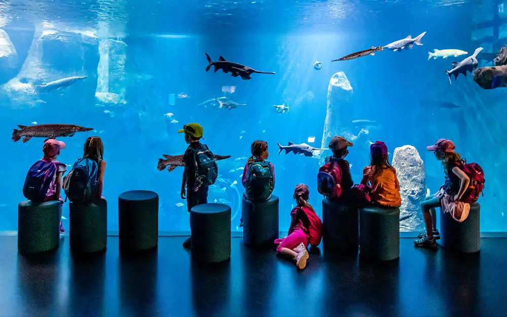 Aquátis: o aquário que oferece experiência de cinema