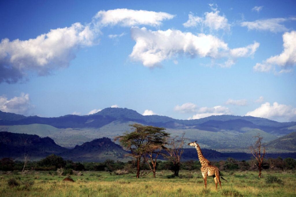 Girafa caminhando na planice africana.