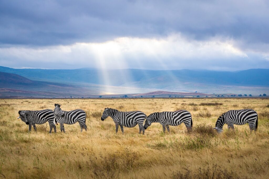Zebras andando pela savana africana.