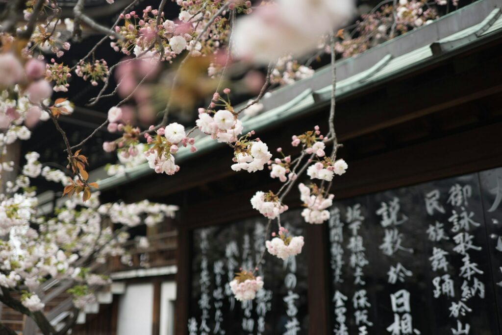 viagem a Tokyo, detalhe das cerejeiras, sakuras