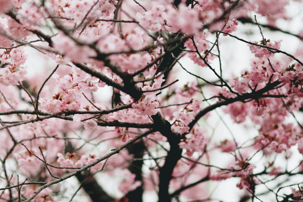 viagem a tokyo, sakura ou cerejeitas em destaque