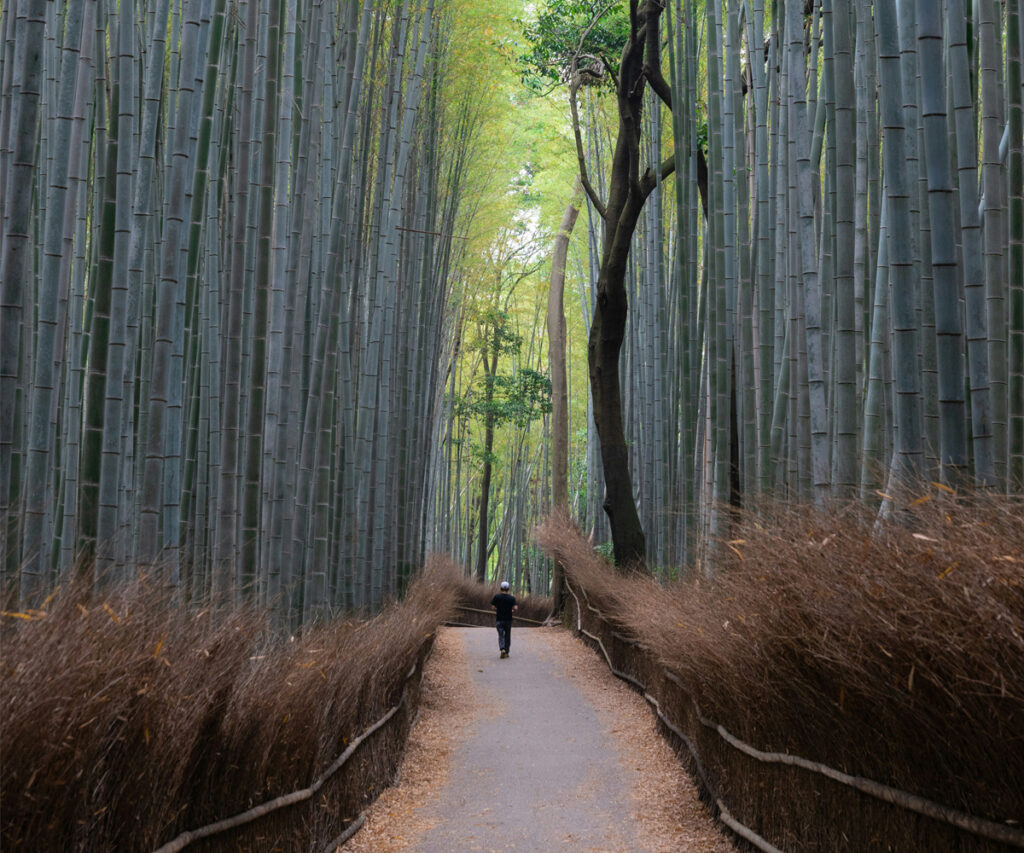 Arashiyama Bamboo Forest - floresta de bamboo em Quioto, Japão.