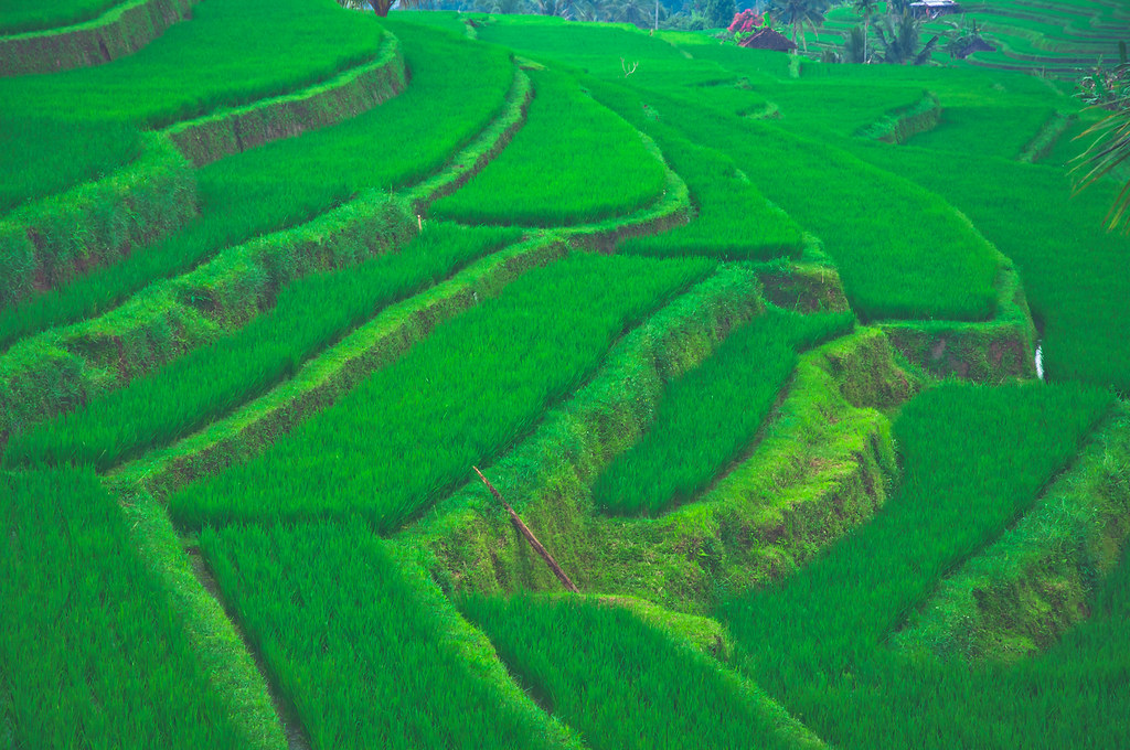 tegalang rice terrace - destino de aventura em Bali 