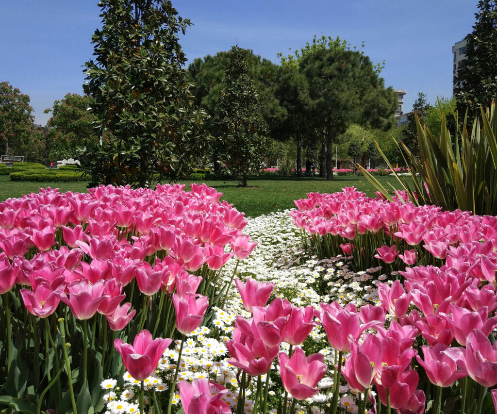 Praça em Istambul com um grande jardim com tulipas e árvores