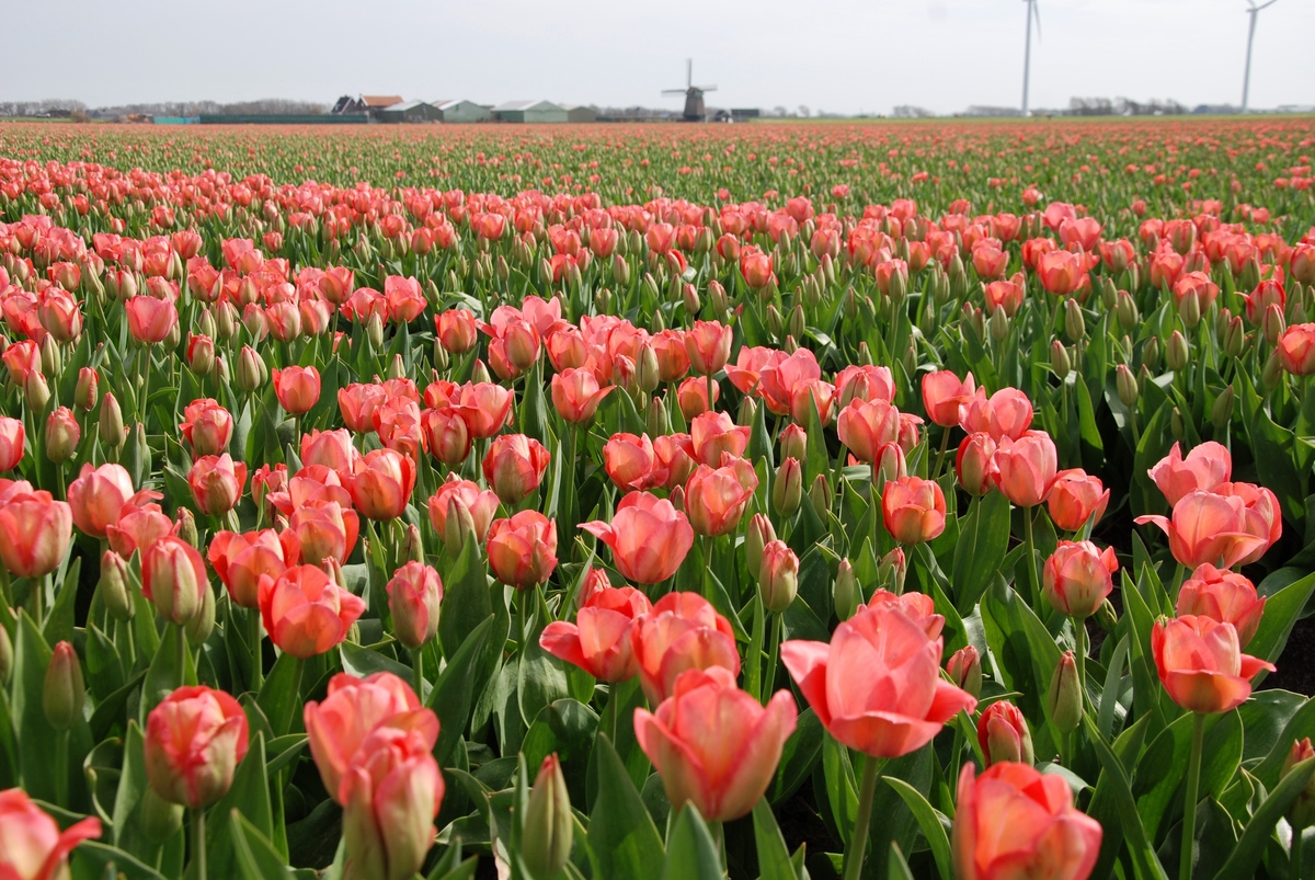 Bollenstreek