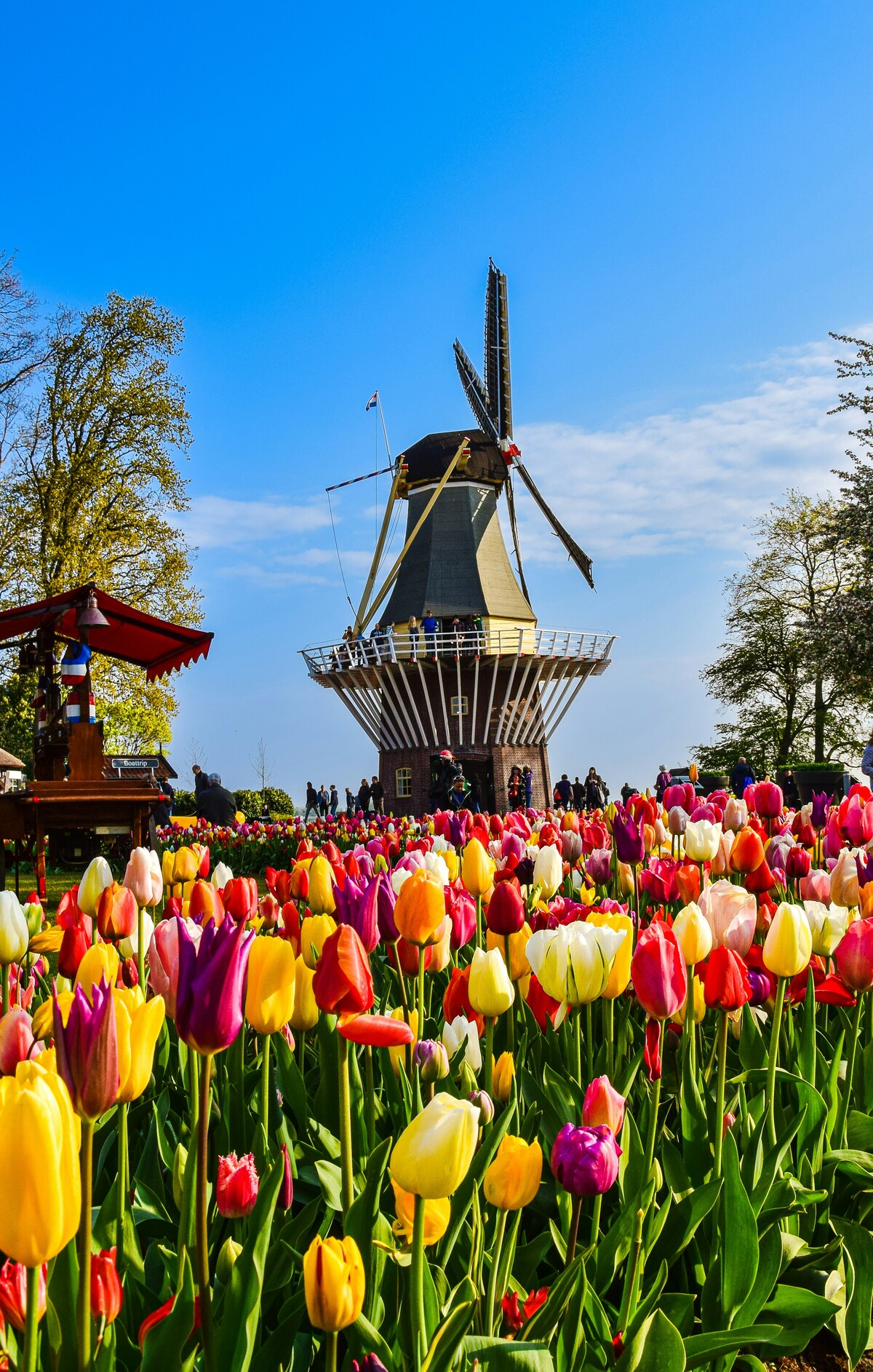 Campo de tulipas em Keukenhof, moinho ao fundo de um campo de flores na holanda