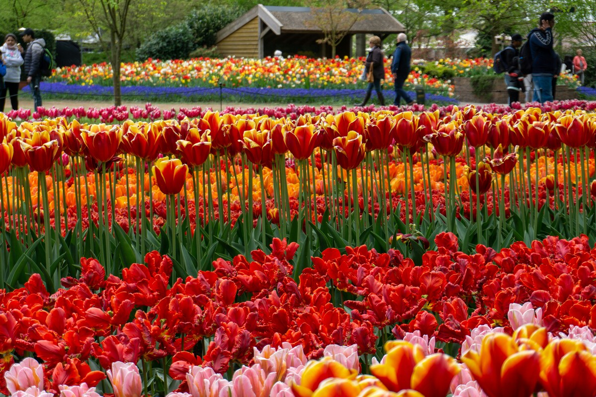 Jardim de flores na capital da Holanda país famoso pelos campos de flores