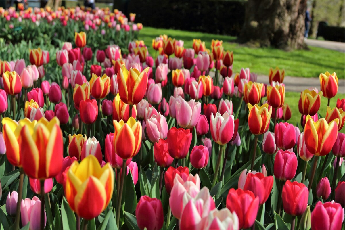 Keukenhof, um dos mais famosos campos de flores na Holanda