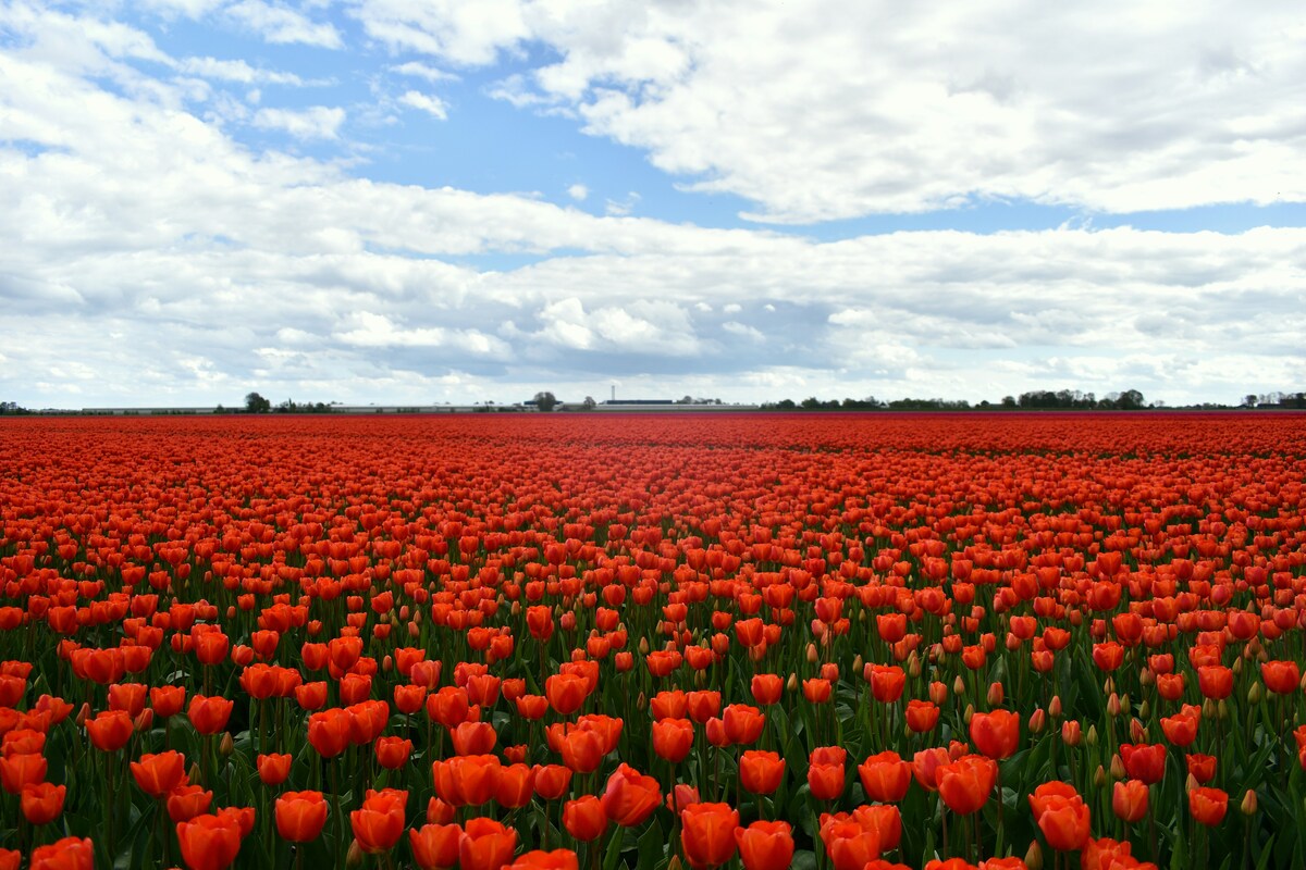 Tulipas em Noordoostpolder