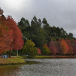 Lago de São Francisco de Paula cercado por árvores