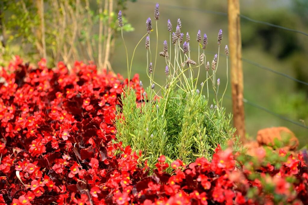 Flores na festa de Atibaia, interior de Sâo Paulo
