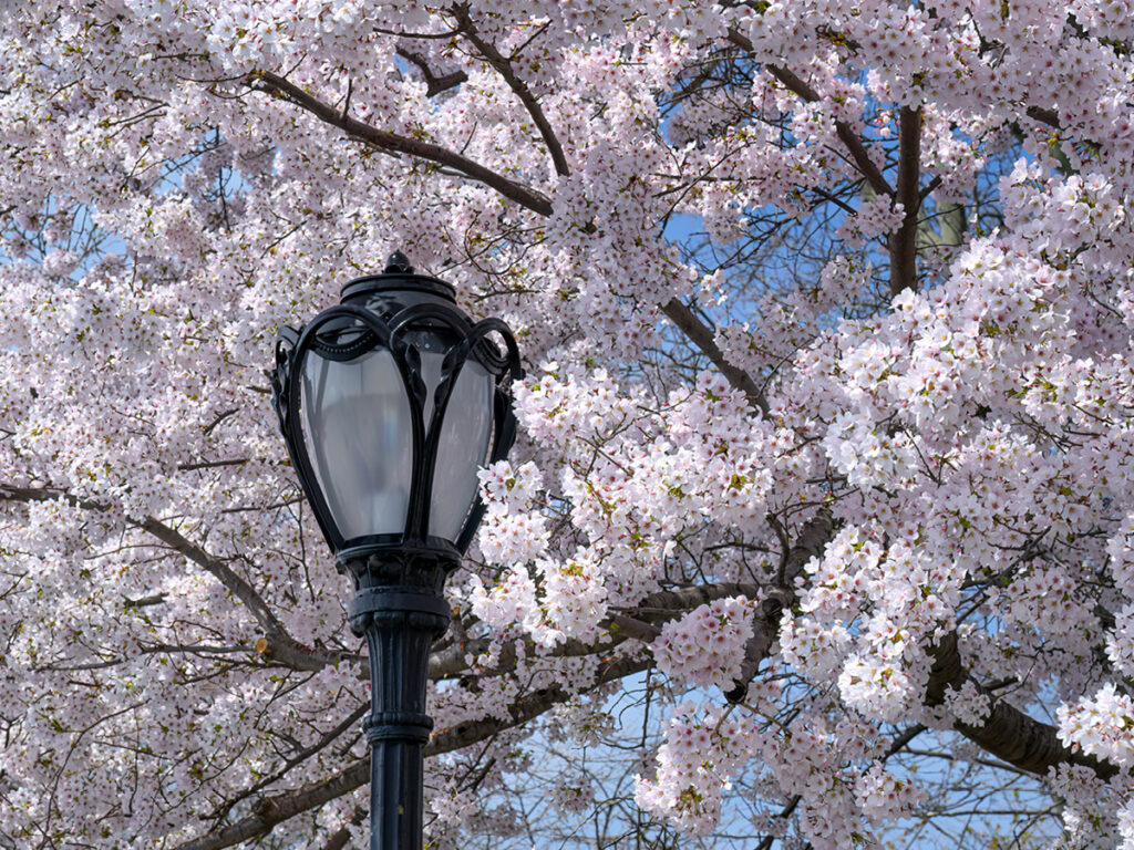 Flores de Cerejeira Yoshino no Central Park de Nova York. Foto de Diana Robinson