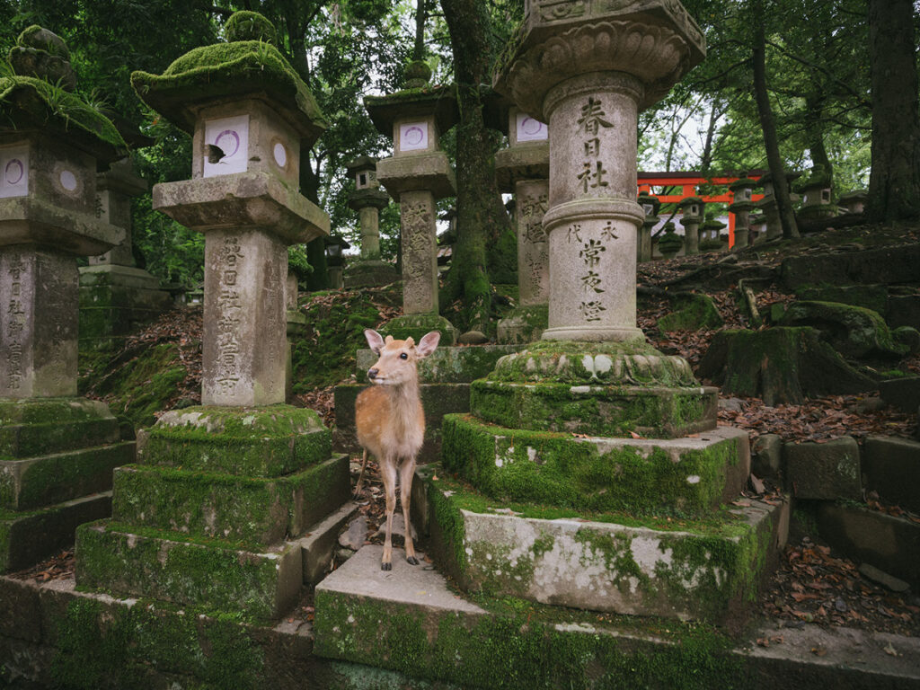 Veados selvagens no parque e o Santuário Kasuga em Nara, Japão