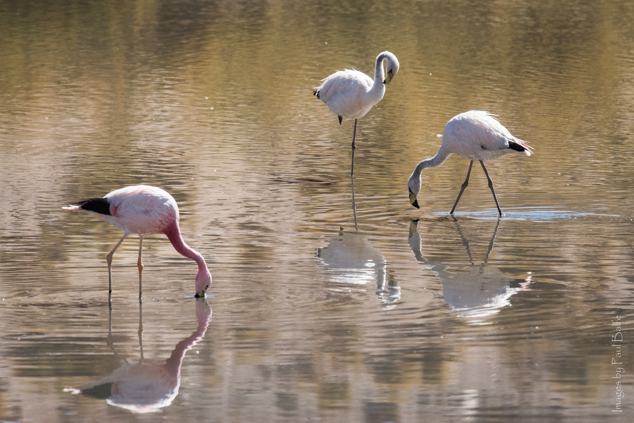 Três flamingos andinos, são capturados pelas lentes fotográficas em um lago sereno. Dois flamingos estão em pé na água, enquanto o terceiro está abaixado, possivelmente procurando comida. A água reflete os flamingos, criando um efeito de espelho. A cena é tranquila e natural, destacando a beleza da biodiversidade peruana.