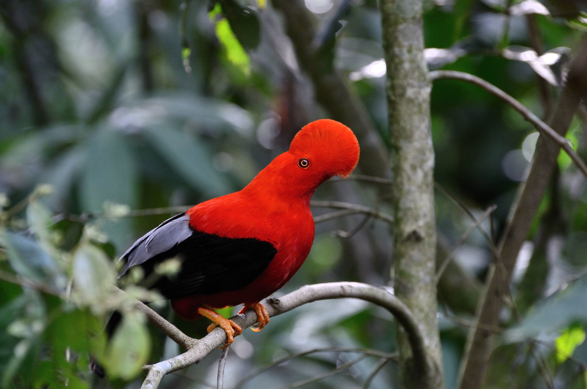 A imagem mostra um Galo da rocha peruano (Rupicola peruvianus) com plumagem vermelha vibrante e asas pretas, empoleirado em um galho de árvore. O fundo é composto por folhagem verde e galhos, criando um ambiente natural e sereno.