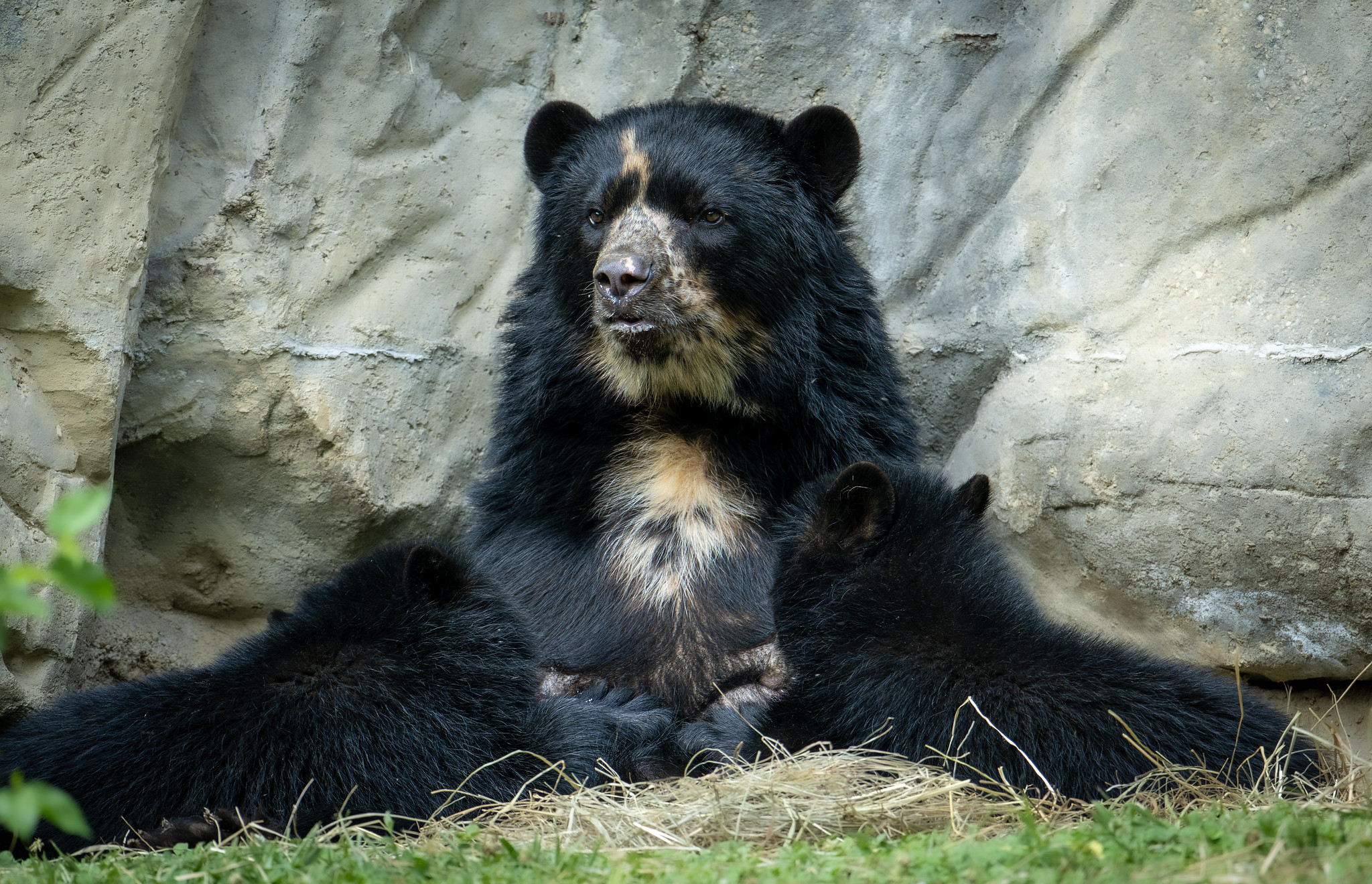 A imagem mostra uma mamãe urso andino, também conhecido como urso de óculos (Tremarctos ornatus), descansando em uma área gramada em frente a uma parede de pedra. O urso tem uma pelagem preta com uma distintiva marca amarela em seu peito. A cena parece ser um ambiente natural ou um recinto de zoológico.