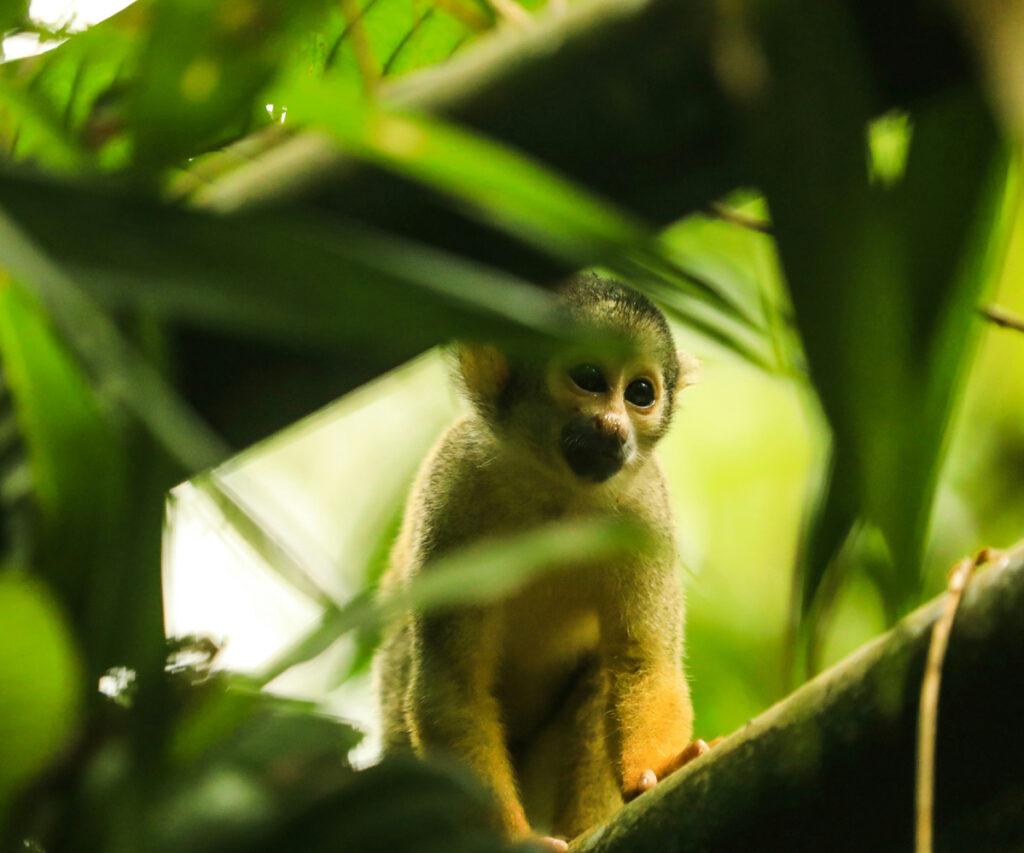Melhor época para viajar para o Peru: macaco na Ilha dos Macacos na Amazônia Peruana