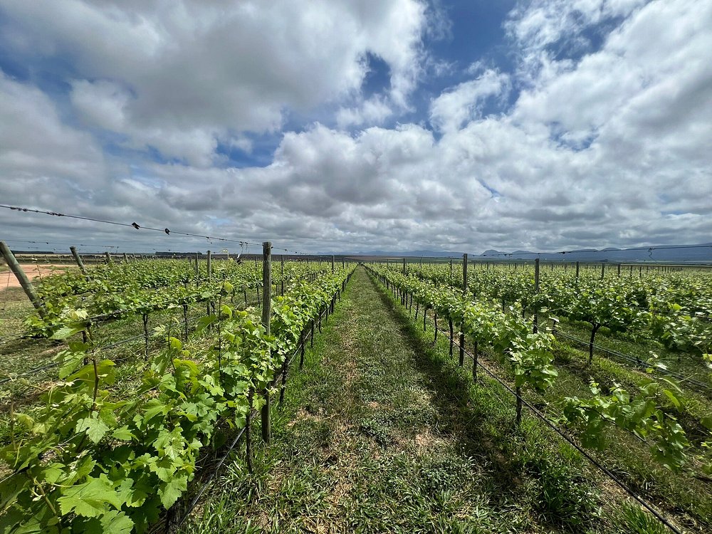 vinicola Uvva na bahia: parreirais verdes sob céu nublado