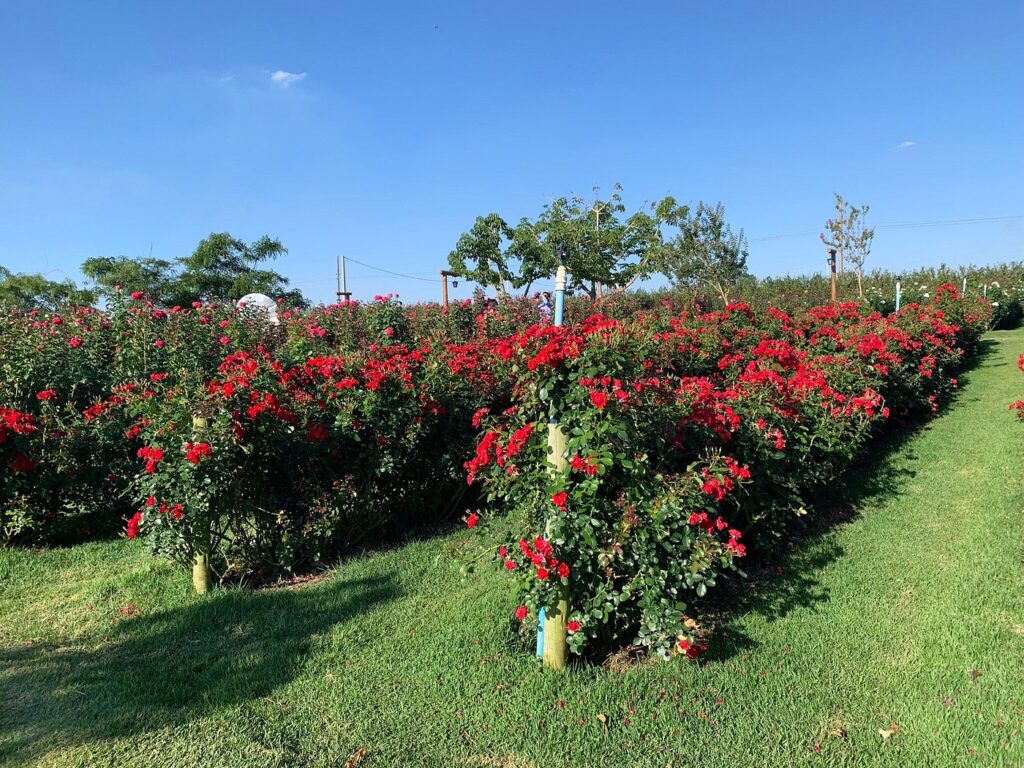 Lugares para passar ano novo em São Paulo