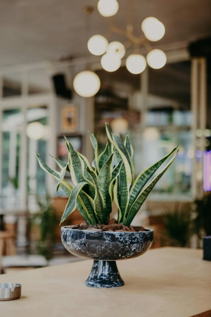 Planta Dracaena trifasciata em vaso de mármore em decoração de interiores moderna brasileira