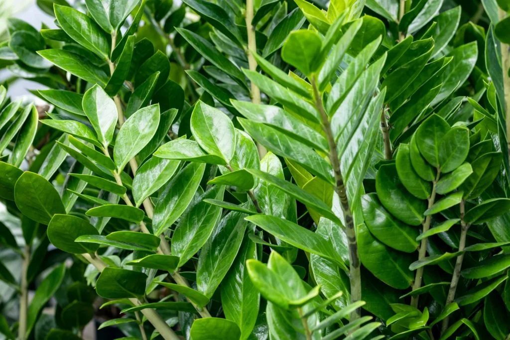 Zamioculcas zamiifolia exuberante em decoração de interiores moderna brasileira