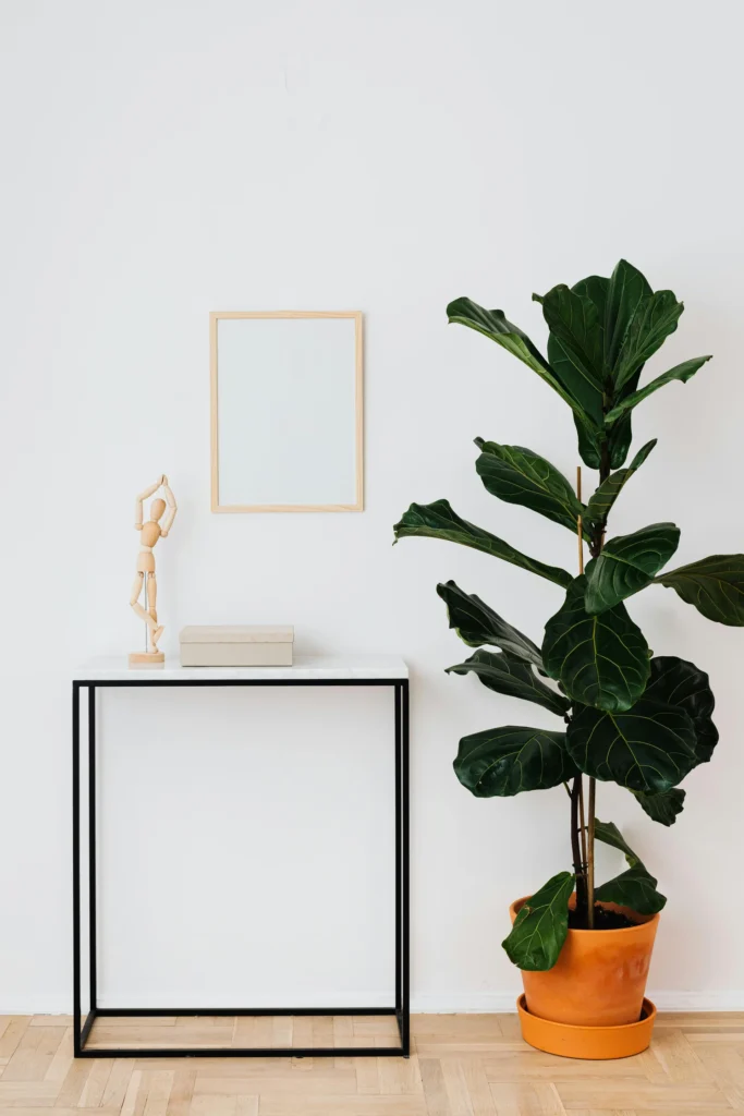 plantas na decoração com ficus lyrata em vaso ao lado de mesa moderna