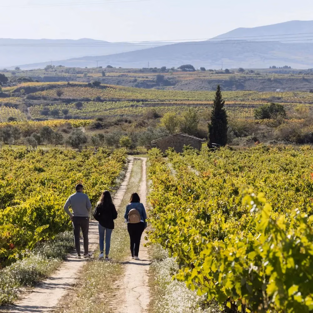 Paisagem de vinhedos da Bodega Izaldi: trilha rural com três pessoas caminhando entre videiras, paisagem natural e montanhas ao fundo, ideal para turismo enológico