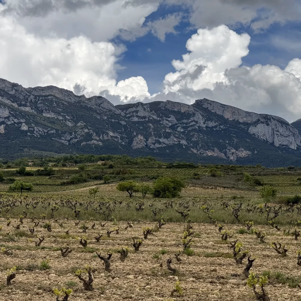 Vinhedos Rioja Alavesa, paisagem vinícola com montanhas, céu azul e nuvens brancas, Bodegas Luis Cañas