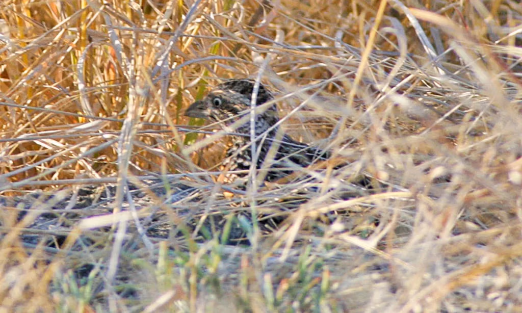 Cap Karoso, hotel em Sumba
