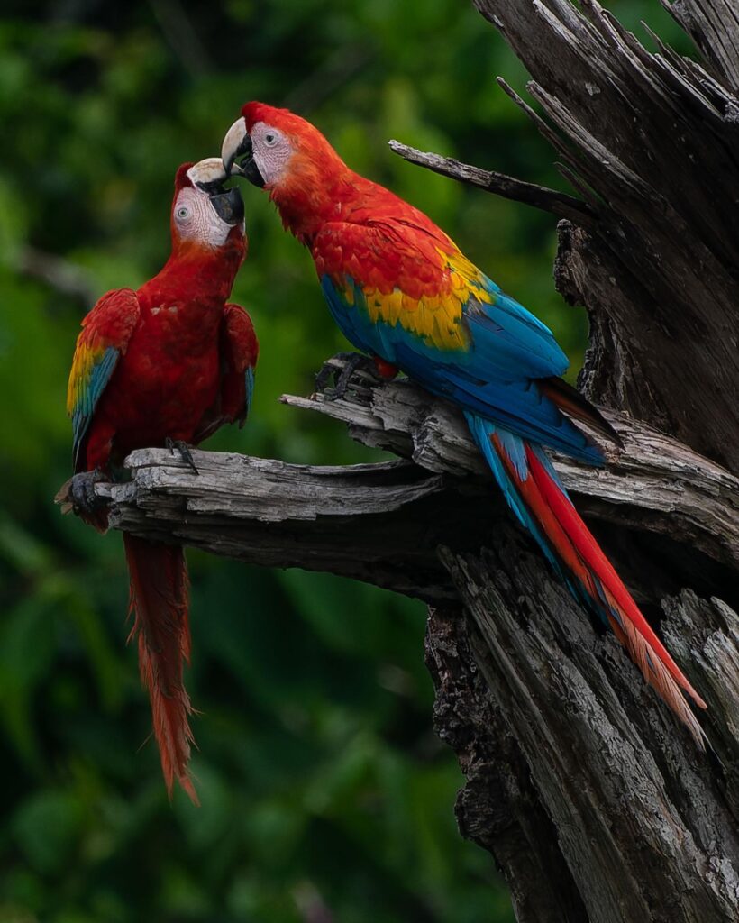 Araras-vermelhas na natureza, a beleza da fauna que você encontra neste refúgio para a páscoa.