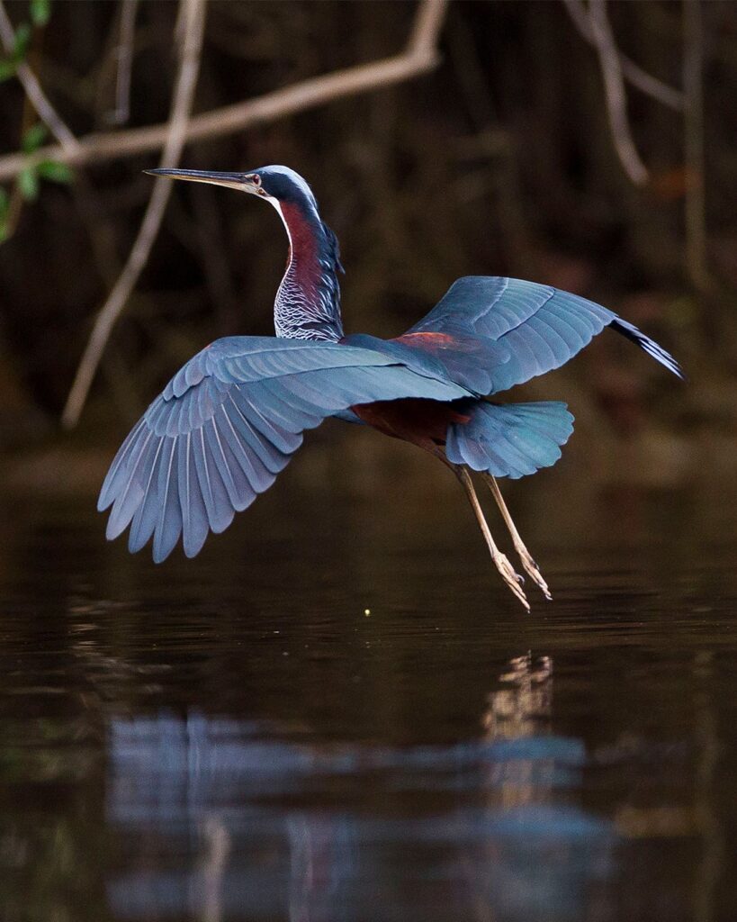 Garça voando sobre o rio, a paz da natureza em seu refúgio para a páscoa no Cristalino.