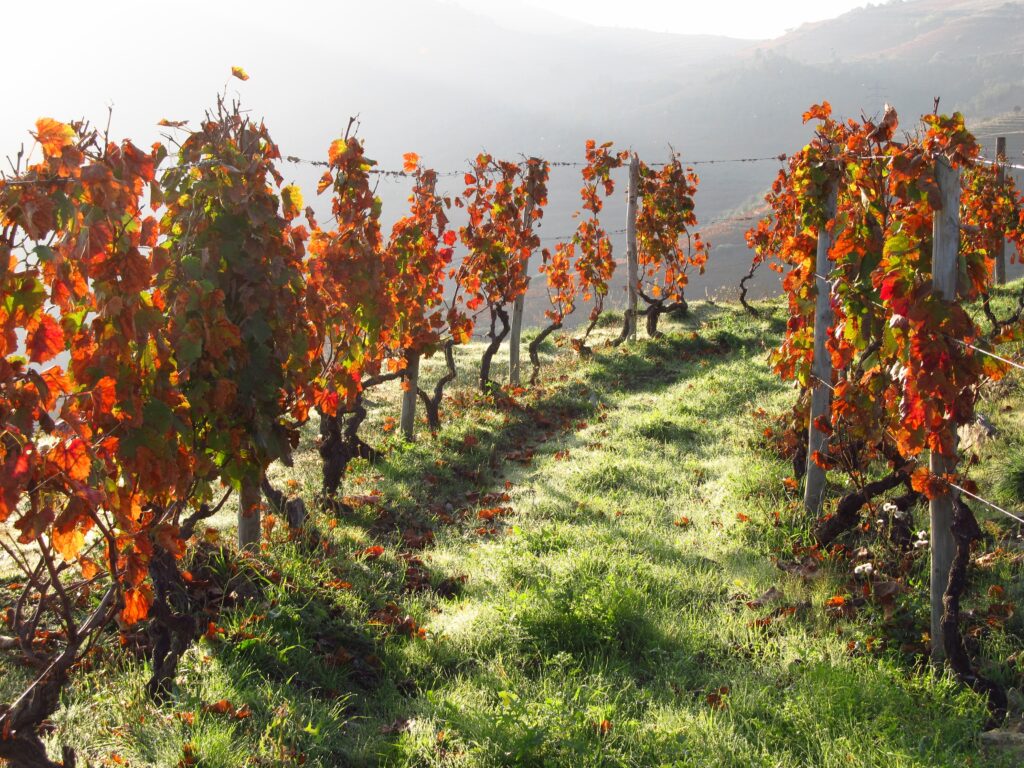 Parreiras com folhas avermelhadas de outono no Vale do Douro durante a melhor época para visitar portugal.