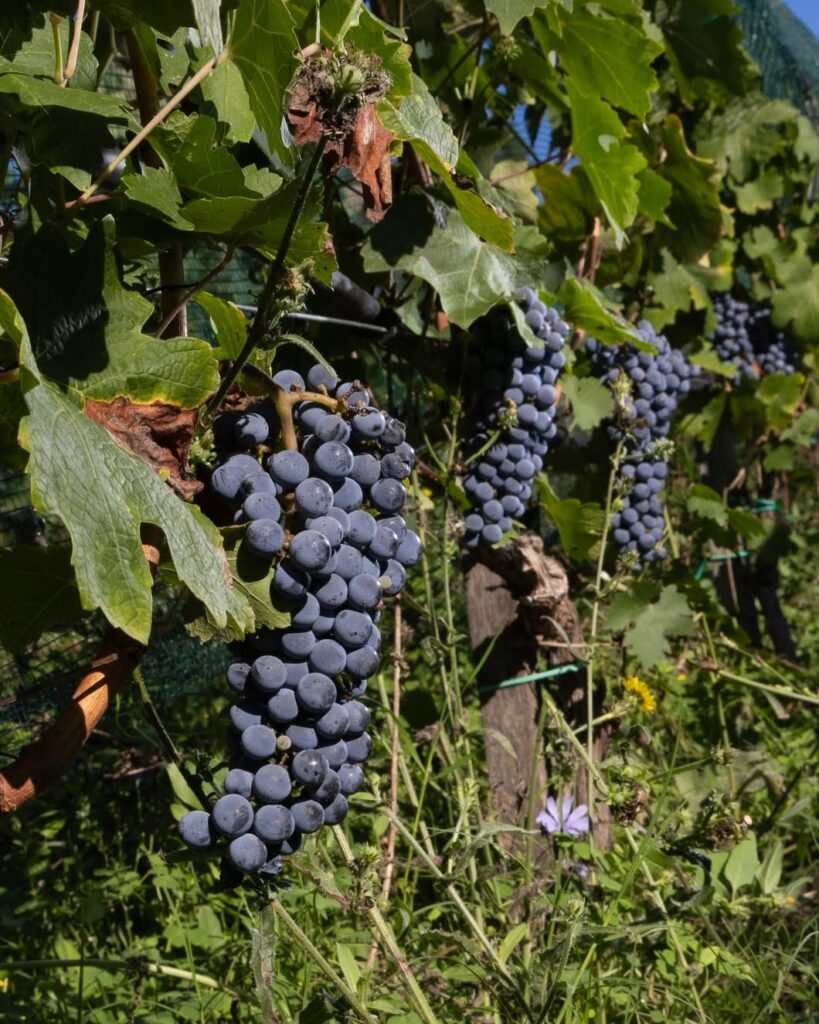 Cacho de uvas escuras e maduras em videira cercada por folhas verdes na vinícola urbana do hotel Palazzo Talìa Roma.