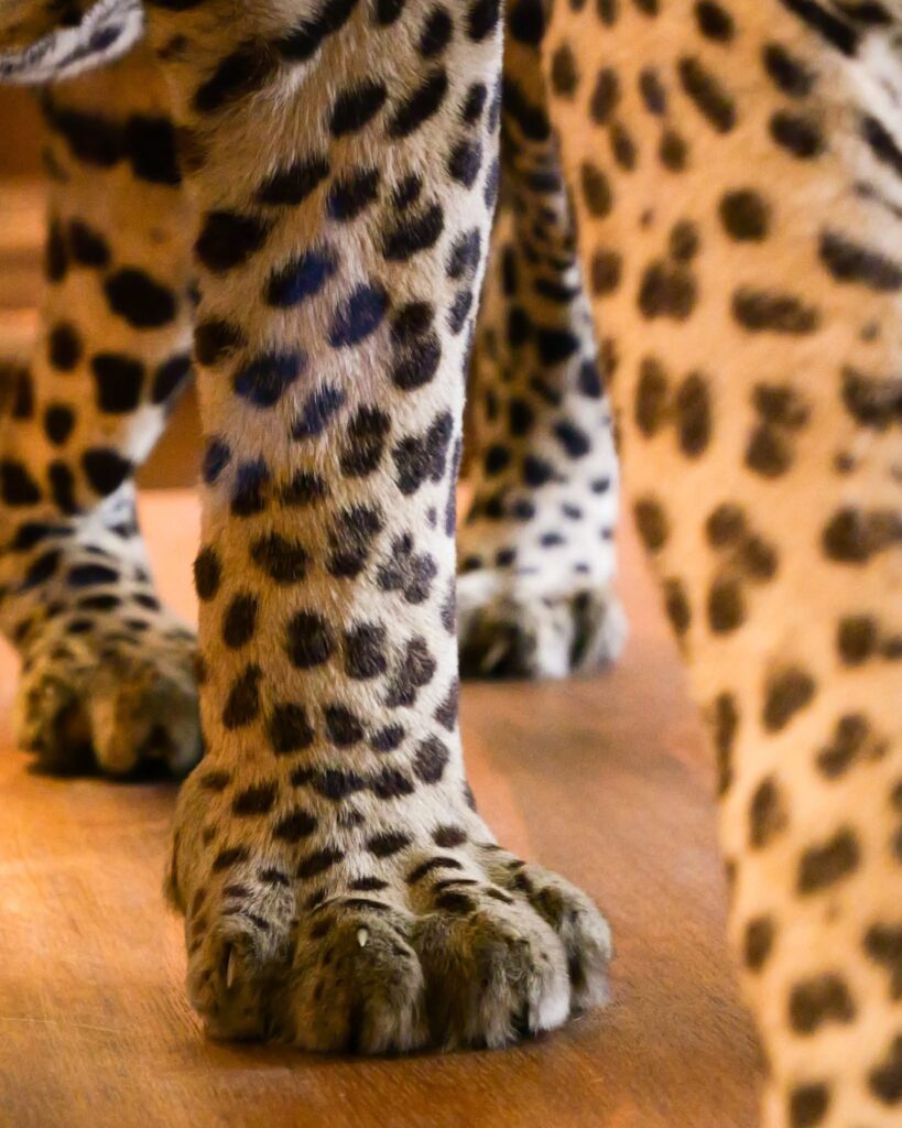 Detalhe de leopardo empalhado no Musée de la Chasse et de la Nature, um dos museus pequenos em paris.