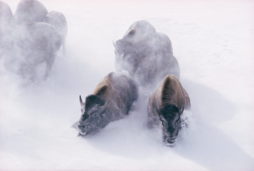 Bisões avançando em meio à neve em Yellowstone, fotografia histórica do acervo no National Geographic Museum of Exploration.