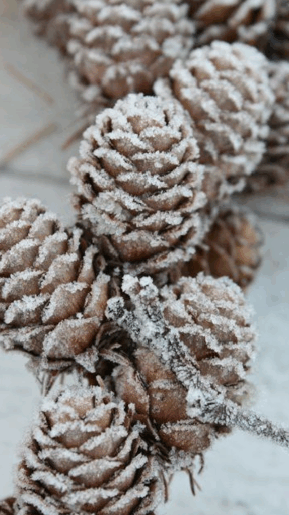 Estilo de natal com decoração de interiores brasileira, pinhas nevadas em ambiente clean e iluminado.